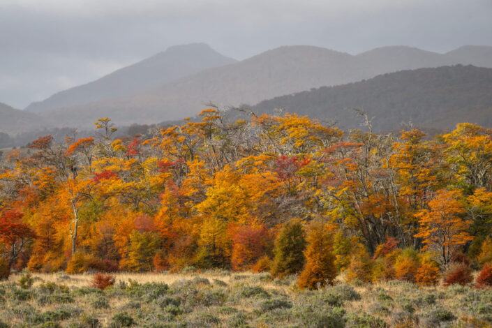 Otoño en Tierra del Fuego