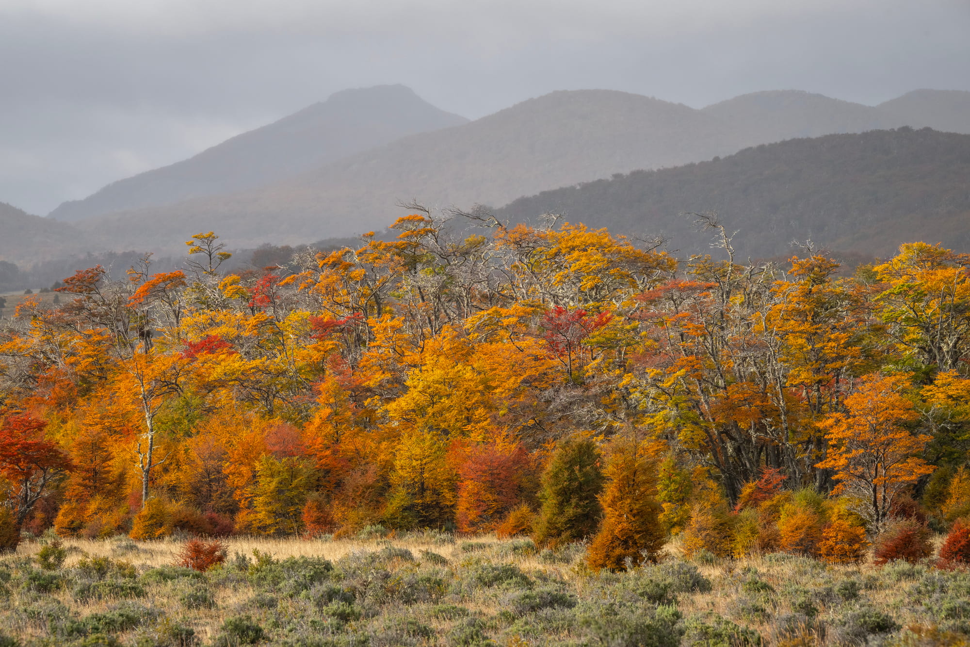 Otoño en Tierra del Fuego